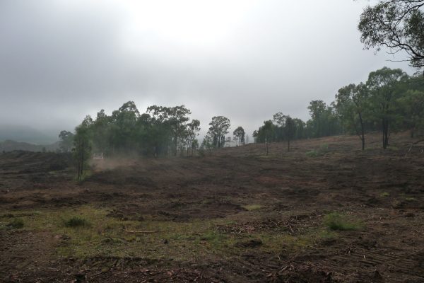 Ulan-Clearing-Paddock-(1)