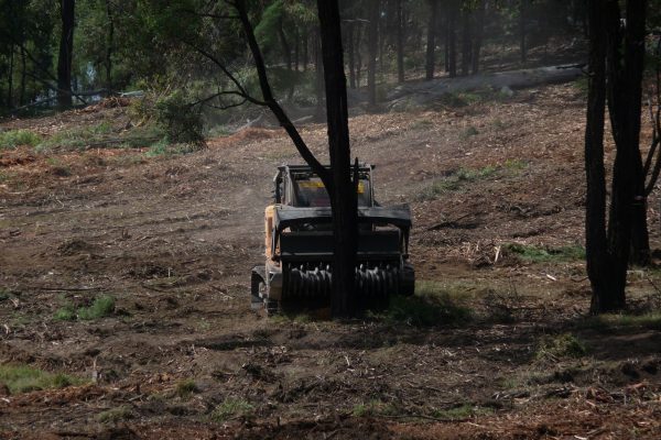 Ulan-Dropping-Ironbark-(1)