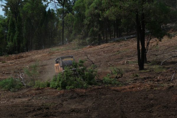 Ulan-Dropping-Ironbark-(10)