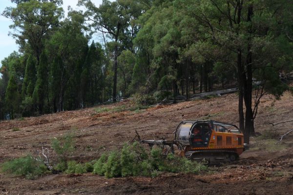 Ulan-Dropping-Ironbark-(11)