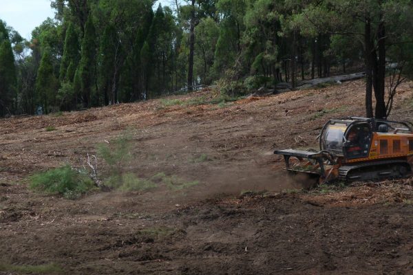 Ulan-Dropping-Ironbark-(13)