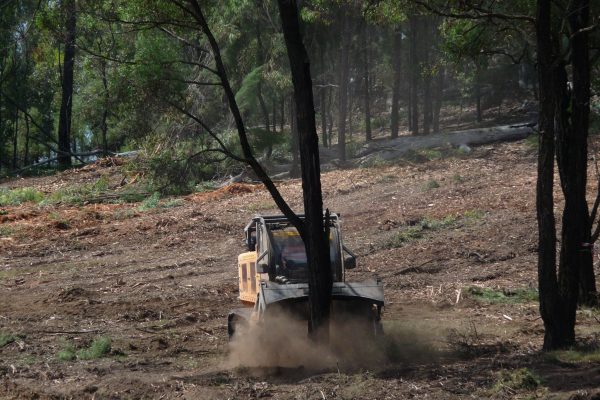 Ulan-Dropping-Ironbark-(2)