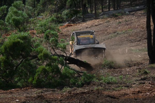 Ulan-Dropping-Ironbark-(3)