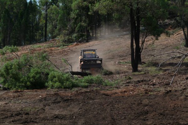 Ulan-Dropping-Ironbark-(4)