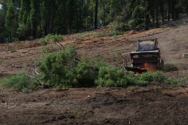 Ulan-Dropping-Ironbark-(5)