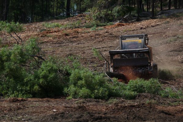 Ulan-Dropping-Ironbark-(6)