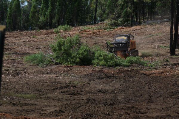 Ulan-Dropping-Ironbark-(7)