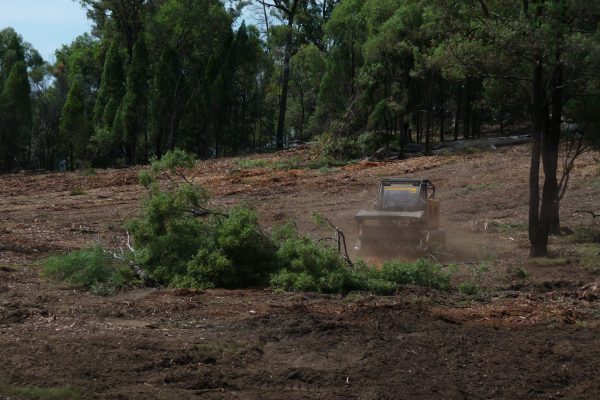 Ulan-Dropping-Ironbark-(9)