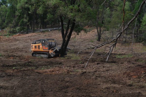 Ulan-Iron-Bark-2-(1)