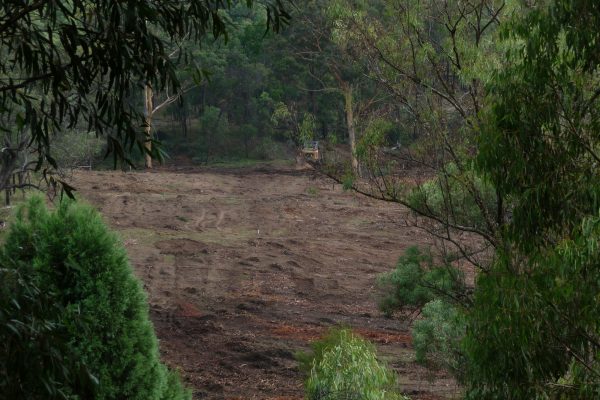 Ulan-Iron-Bark-2-(6)