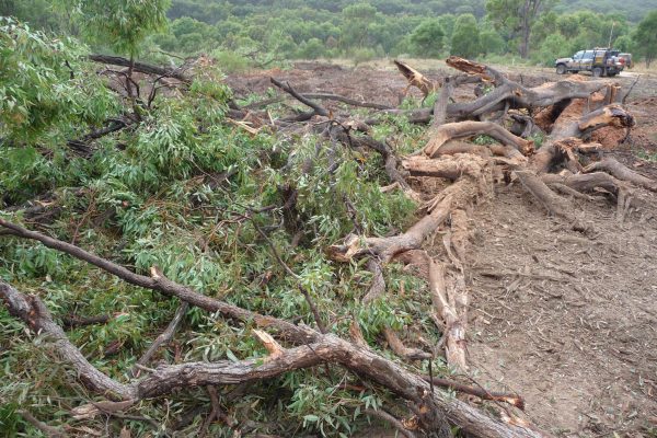 Ulan-Mulching-Tree-(2)