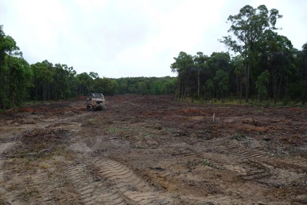 Ulan-Mulching-Tree-(25)