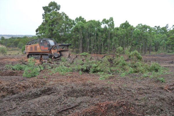 Ulan-Mulching-Tree-(8)