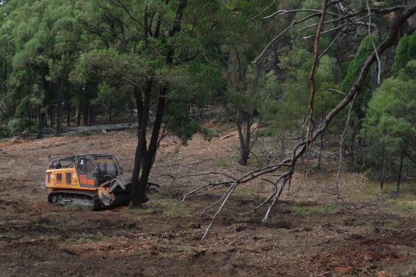 Ulan-dropping-tree-(1)