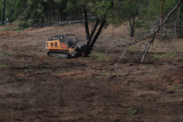 Ulan-dropping-tree-(2)