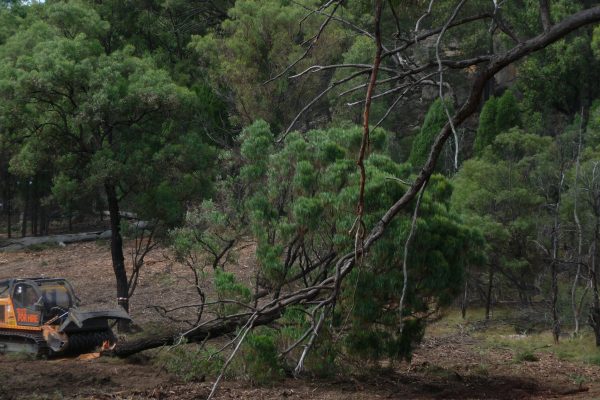 Ulan-dropping-tree-(3)