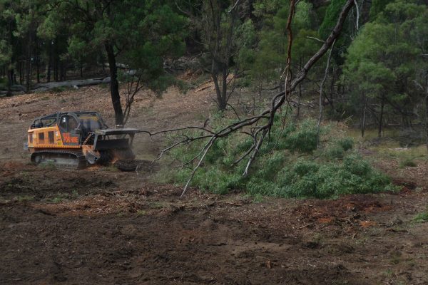 Ulan-dropping-tree-(4)